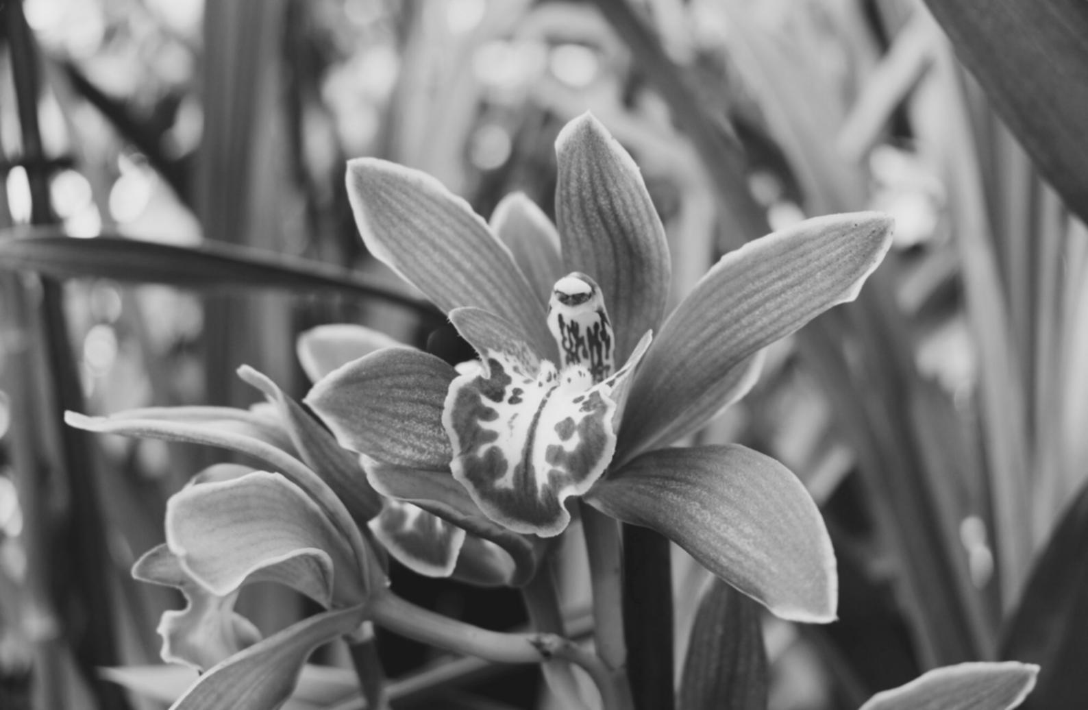 Professional flower arrangement demonstration showing our expertise and attention to detail